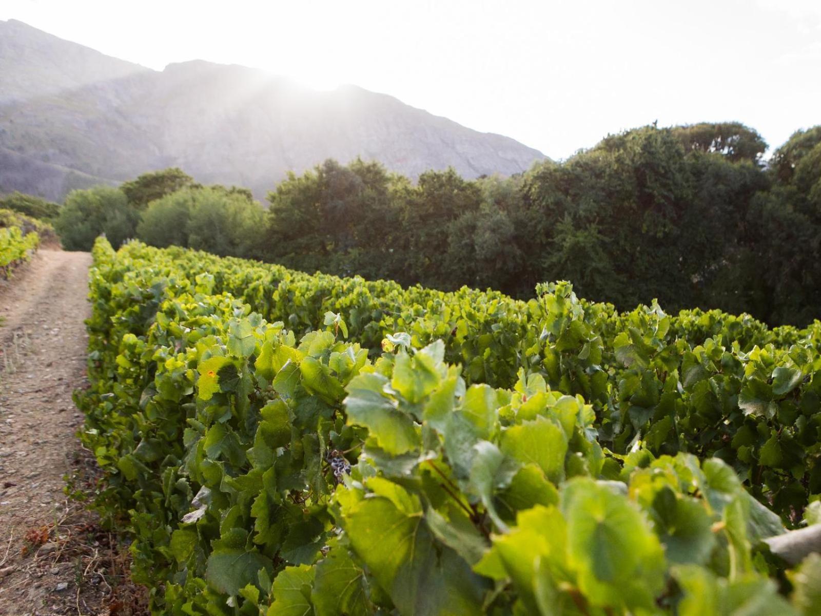 Maison Montagne Hotel Franschhoek Exterior photo